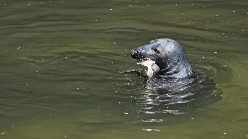 Cute Wild Grey Seal Swimming in Zoo Water Pool Eating Fish during Feeding Time