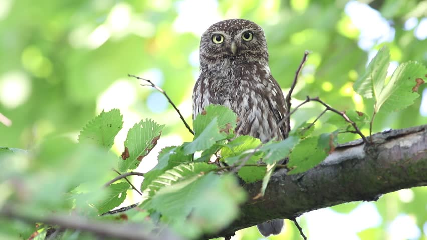 Little owl, Athene noctua. A bird sits on a branch, looks into the lens and blinks