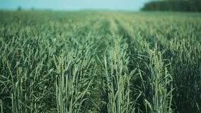 This stock video shows a field of green wheat. This stock video will decorate your projects related to agriculture, industry, agronomy, wheat, grain crops.
