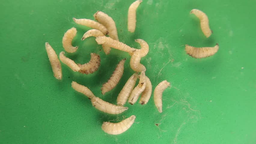 Housefly larvae of flies on a green background.
(Musca domestica) maggots isolated.
Maggot, larva.
Life cycle of flies.
Insects, Insect.
Entomology.
Animals, animal.
wildlife, wild nature.
