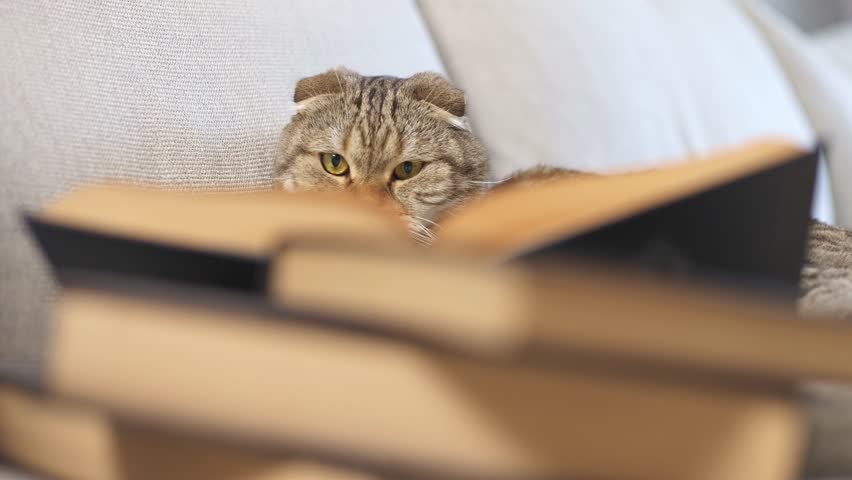 The cat is reading books on the sofa in the living room. Royalty-Free Stock Footage #1106048697