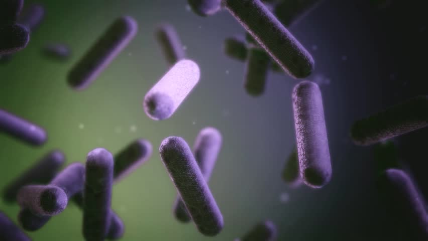 Gram positive, healthy microbiome bacteria, lactobacillus, clostridium perfringens 3d animation, clusters of bacteria floating in fluid clostridium medical science educational video. Royalty-Free Stock Footage #1106049943