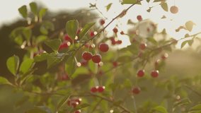 Ripe sweet cherries on the tree. High quality video