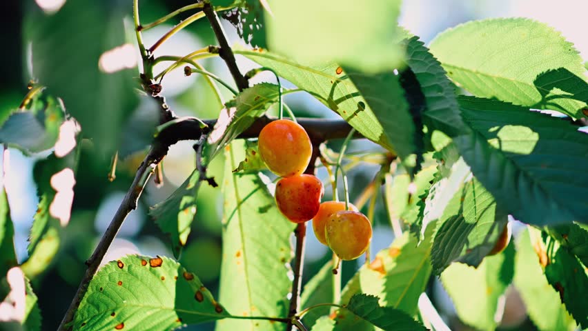 Close-up of a Hand Picking a Berry from a Sweet Cherry Tree. Taking Fruits from a tree. Sunny Summer Garden