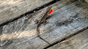 A small male brown anole lizard on a wooden walkway displays its red orange dewlap, in hand held clip.