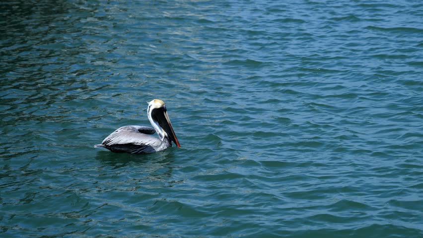Beautiful brown pelican bird in take off from the water, flying away, in slow motion handheld clip.