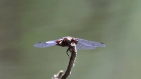 Close up view on a red dragonfly hanging on a perch on the sunlight with a clean green background