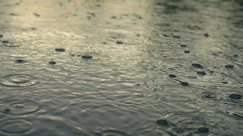 Rain drop storm wet forest weather cloud branch tree puddle: stockvideo