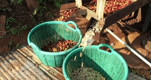 Coffee cherry pulping machine farmer. coffee bean small machine process. 4k video 
