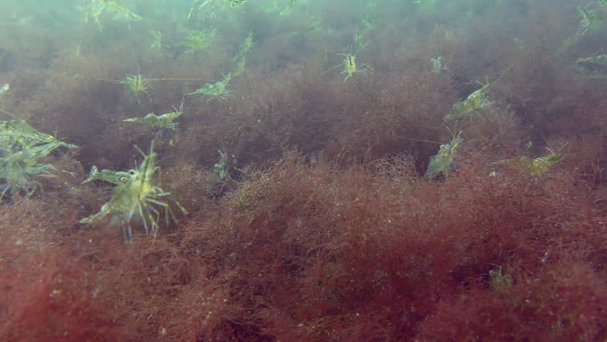 Large numbers of Baltic prawn (Palaemon adspersus) on red algae covering the seabed.