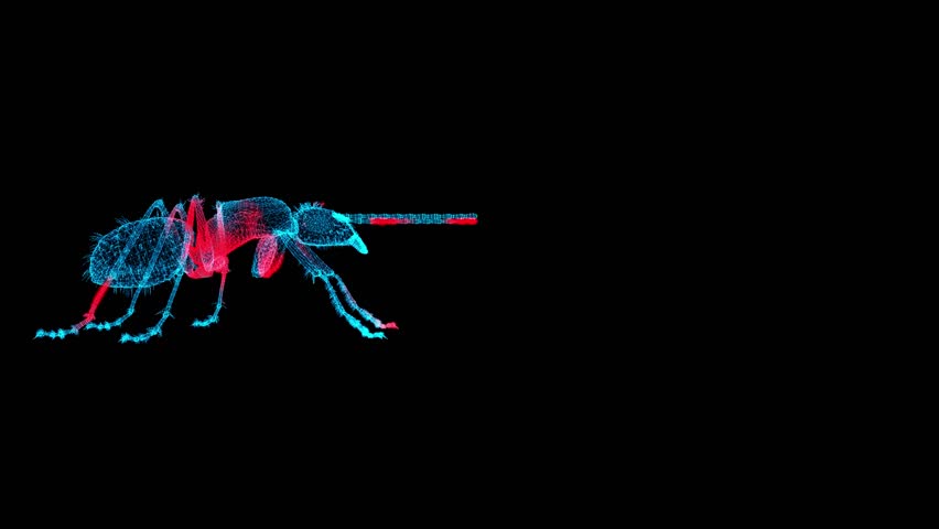 3D Insect scan on black bg with copy space. Control and killing of Insect. Pest Control Service. Biological hazard. Scientific research. For title, text, presentation. 3d animation 60 FPS Royalty-Free Stock Footage #1106072057
