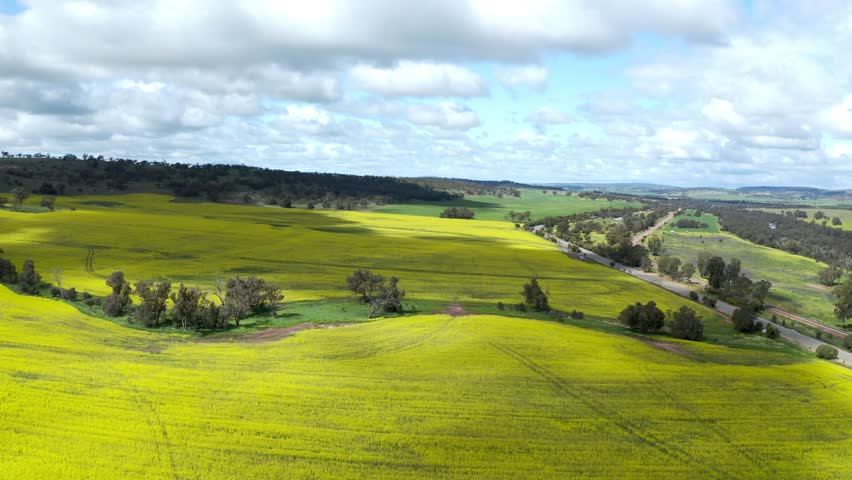 Aerial view of Canola Fields in Perth countryside, Western Australia, Australia.