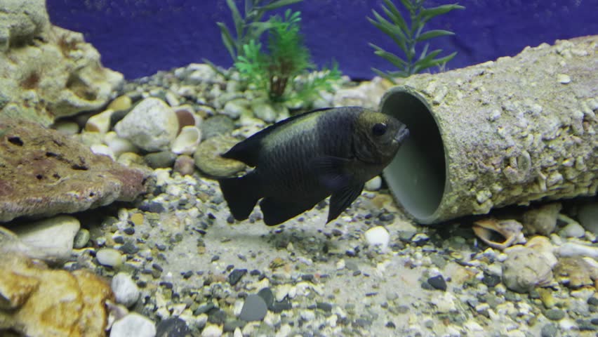 Black cichlid hides in a pipe wrapped in shells | Shutterstock HD Video #1106075551
