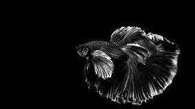 High contrast black and white betta fish siamese fighting fish isolated on black background.