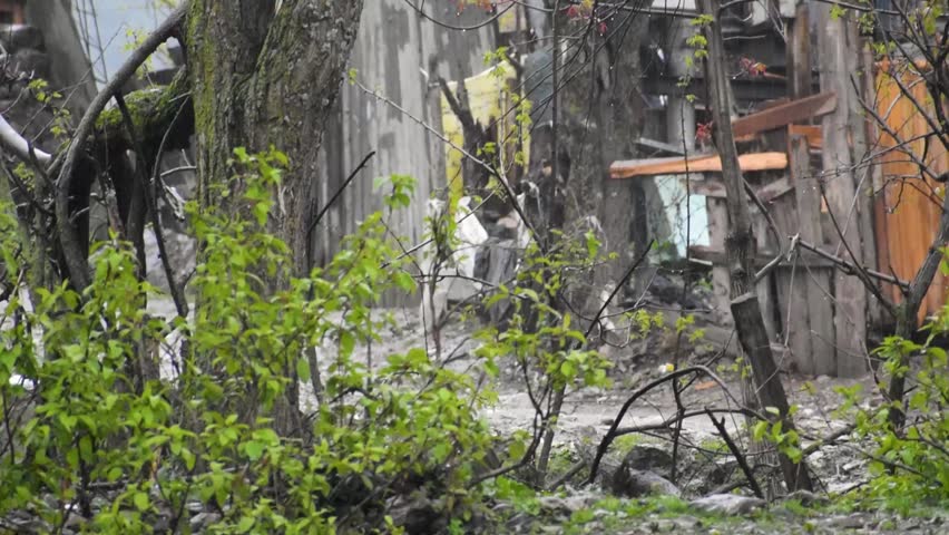 Love the rain to feed happines in lonely life.