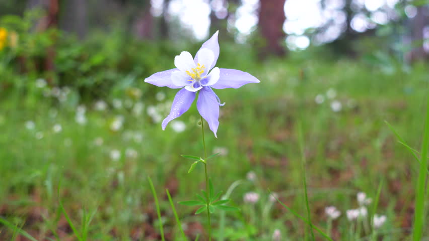 Colorado Columbine blue purple wild flowers after cloudy rainfall early morning yellow white flowers Evergreen meadow forest mount side Rocky Mountains National Park cinematic pan slider to the left