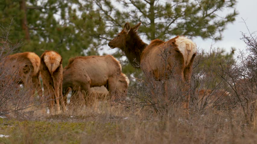 Colorado elk heard large group deer gang on nature animals gathered on mountainside mid winter snow Rocky Mountains National Park Evergreen telephoto zoom cinematic slow motion close up eating 4k