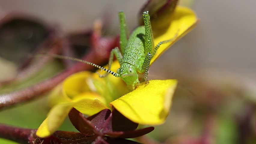 Close-up video of a Speckled Bush-cricket also known as Katydids or Tettigonia ussuriana while eating stamen of a yellow flower Creeping wood sorrel (Oxalis corniculata) Royalty-Free Stock Footage #1106084695