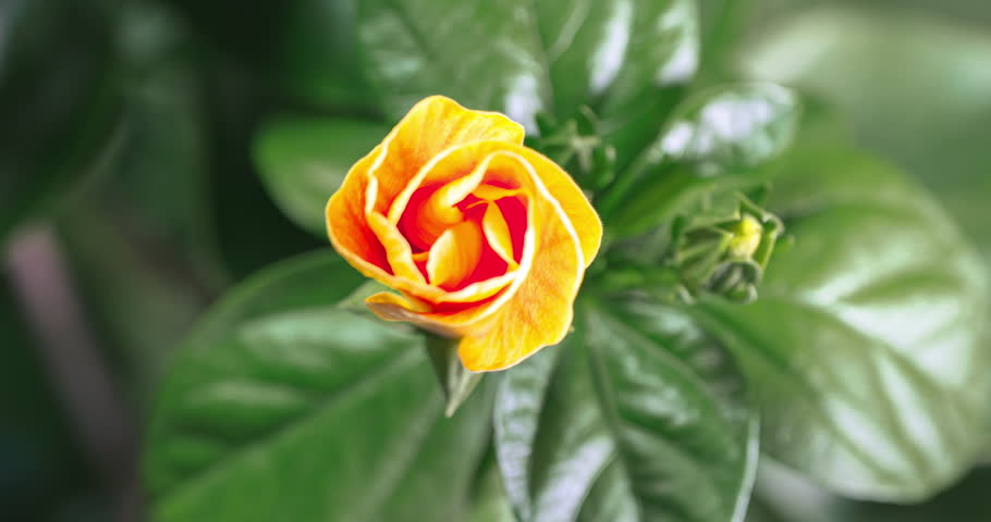 Hibiscus flower blooms. The bud opens and blooms into a large yellow orange flower. Time lapse of blooming pink hibiscus flower. Detailed macro time lapse of a blooming flower. Hibiscus bloom.  Royalty-Free Stock Footage #1106088061