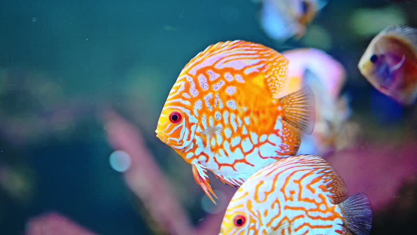 Colorful fish in aquarium from Amazon river | Shutterstock HD Video #1106095641