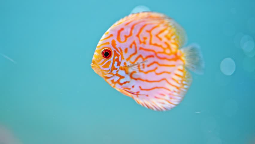 Discus fish in aquarium from Amazon river | Shutterstock HD Video #1106095643