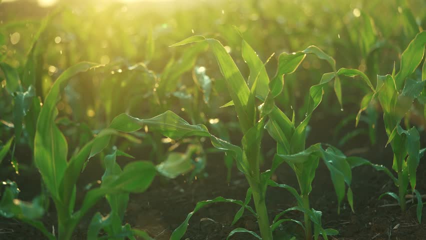 green a sprouts. young plants tend to sun, grow, develop. green corn sprouts business concept. cultivation of corn for laboratory research, which is necessary lifestyle in order to improve products Royalty-Free Stock Footage #1106098417