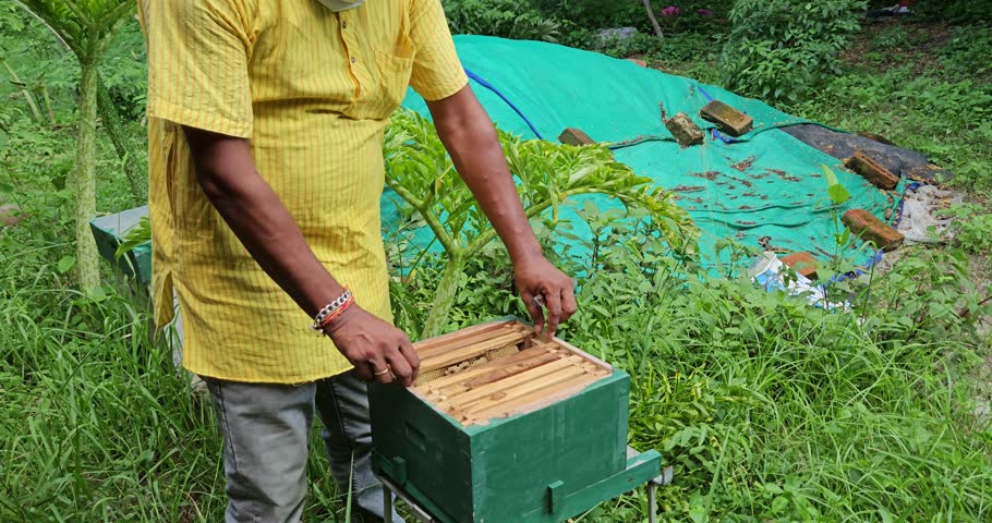 Indian rural Beekeeper on apiary. Beekeeper is working with bees and beehives on the apiary. Beekeeping in countryside. Organic farming Royalty-Free Stock Footage #1106099175