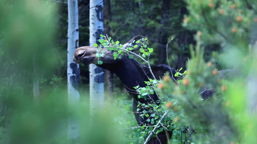 Moose Eating Leaves from a Tree, Wildlife in Colorado Mountains, Beautiful Female Moose in Colorado Forests, Aspen Trees with Wild Moose Grazing