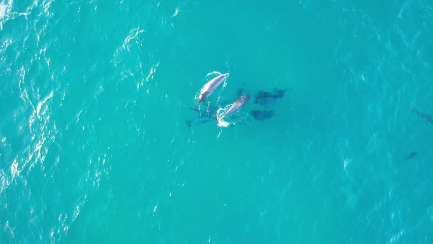 Bottlenose Dolphins Hunting Fish At Broken Head NSW - Byron Region - Australia | Shutterstock HD Video #1106099941