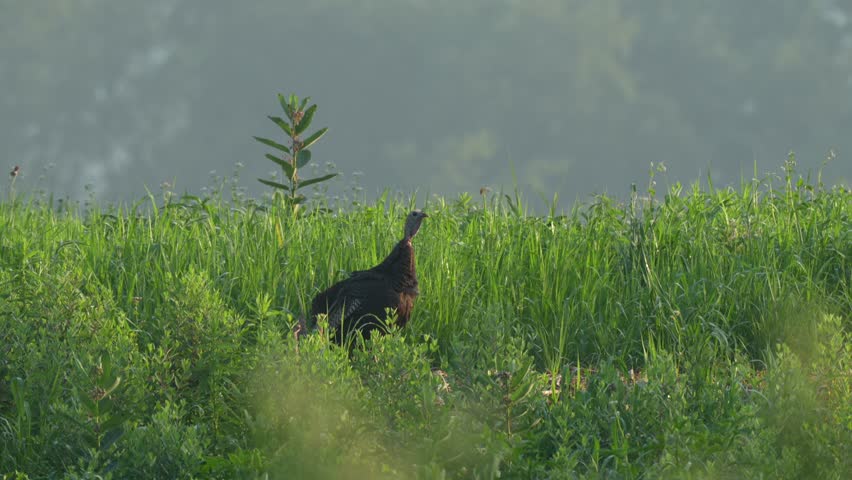 A wild turkey hen standing in the tall grass looking out for danger in the summer sun.