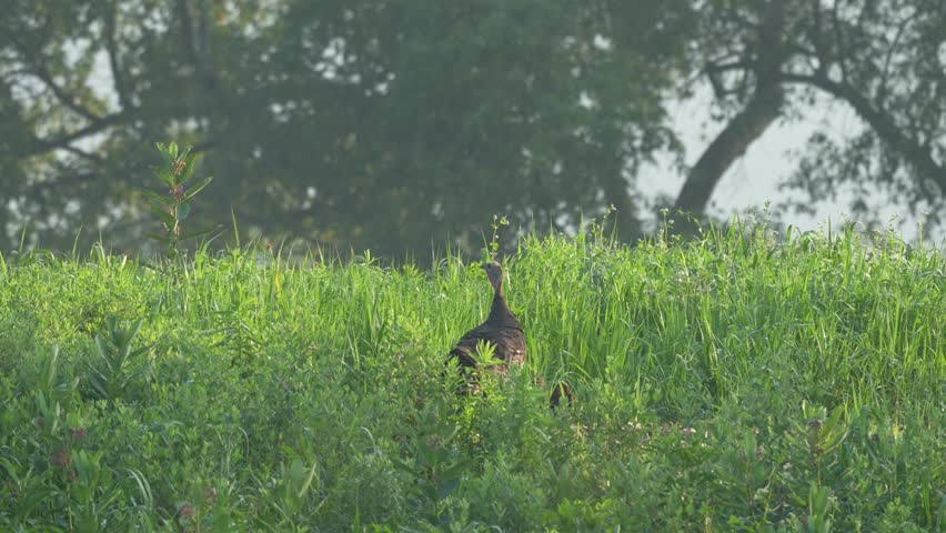 A wild turkey hen standing in the tall grass looking out for danger in the summer sun.