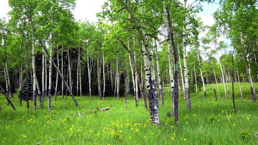 Cinematic Aspen Tree trees field Colorado Evergreen with yellow purple flowers lush green tall grass matured grove Vail Breckenridge Telluride Rocky Mountain National Park noon day pan to left