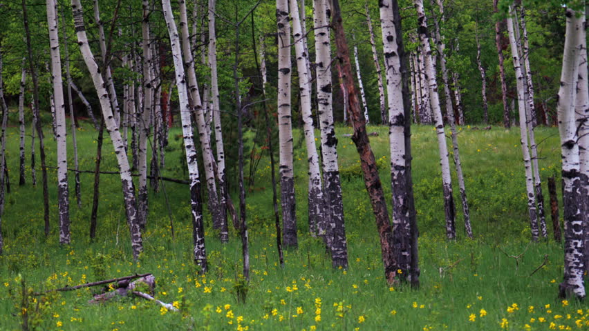 Cinematic Aspen Tree trees field Colorado Evergreen with yellow purple flowers lush green tall grass matured grove Vail Copper Mountain Breckenridge Telluride Rocky Mountain National Park pan left