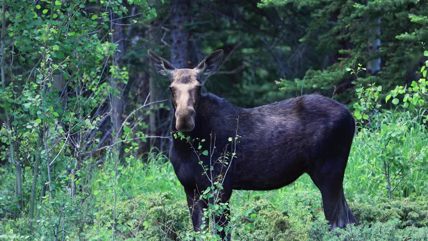 Moose Staring Off into the Distance in a Green Forest, Moose in Boulder County Colorado, Wildlife of the Rocky Mountains