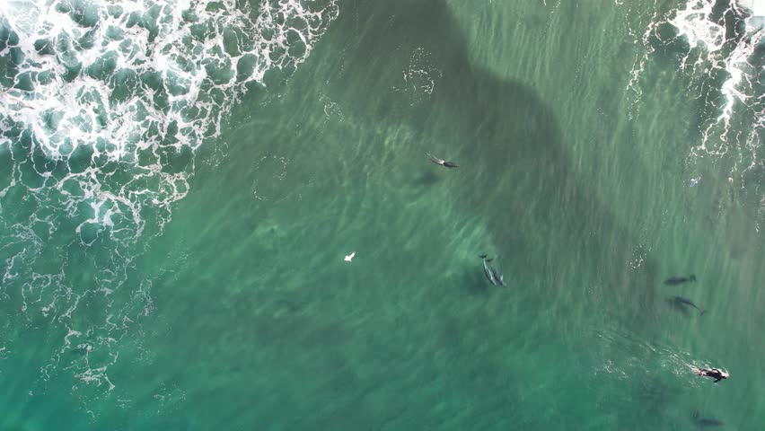 Bottlenose Dolphins Hunting Fish At Broken Head NSW - Byron Region - Australia | Shutterstock HD Video #1106100639