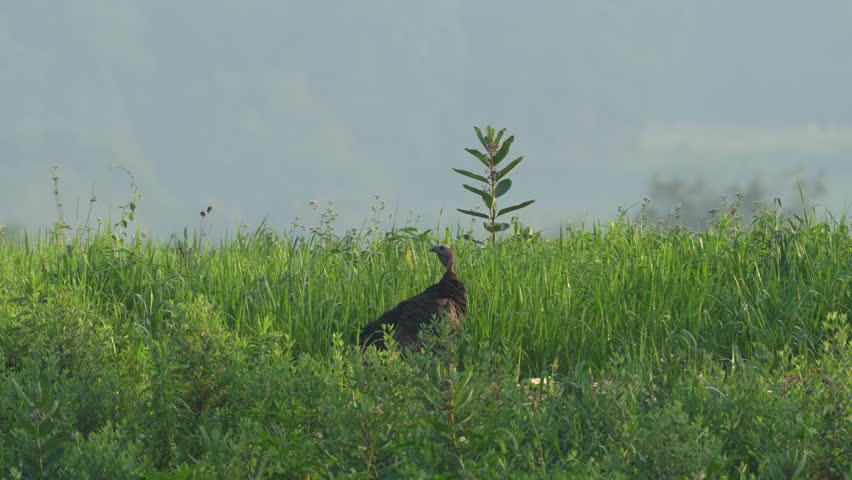 A wild turkey hen standing in the tall grass looking out for danger in the summer sun.