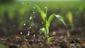 Agriculture. Green corn germ in drops of life-giving water. Farmer waters green corn sprout in fertile soil.Organic farm watering corn. Rain on leaves of plants.Agricultural production of corn on farm - Powered by Shutterstock - Get 15% off with code: PIKWIZARD15