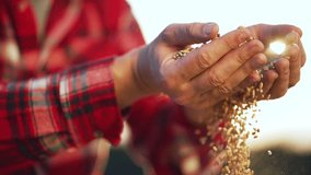 Agriculture. Farmer holds wheat grain harvest in his hands. Industry in countryside. Farmer holds barley cereals in his hands Food and beer production. Farmer hands with wheat seeds at sunset. nature - Powered by Shutterstock - Get 15% off with code: PIKWIZARD15