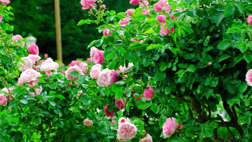 Lots of pink rose bushes in the garden Royalty-Free Stock Footage #1106102917