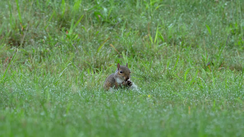 A gray squirrel sitting in the dewy grass eating a nut on a summer morning.