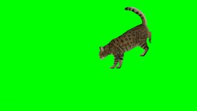 Bengal cat walking down and up a staircase on green screen isolated with chroma key. Side View