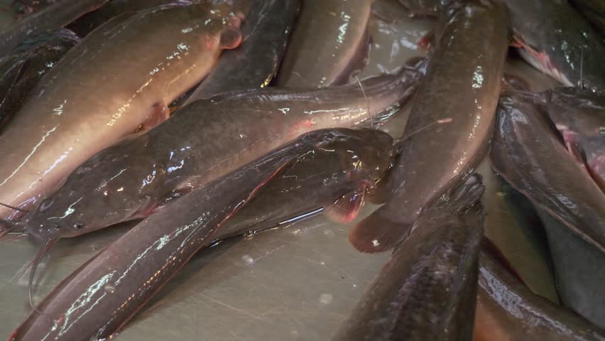 live catfish on counter at asian thailand fish market street for sale