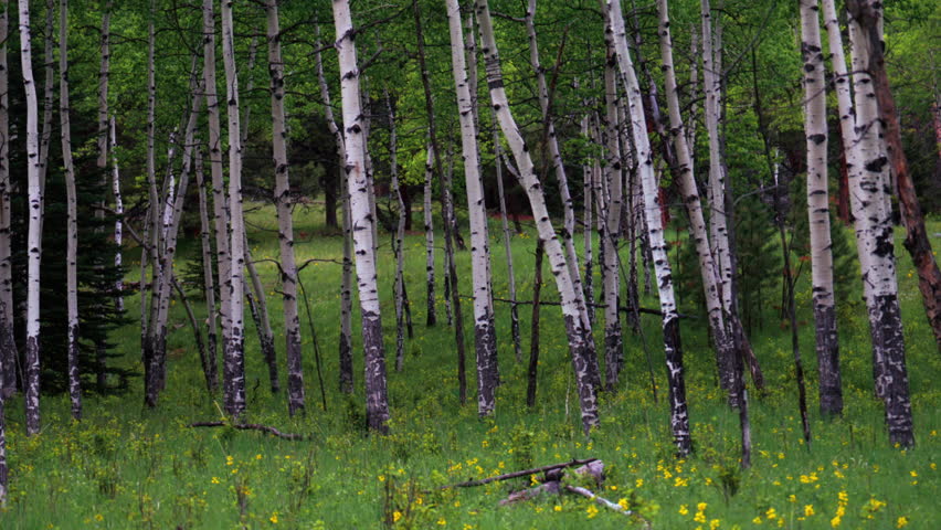 Cinematic Aspen Tree trees field Colorado Evergreen with yellow purple flowers lush green tall grass matured grove Vail Copper Mountain Breckenridge Telluride Rocky Mountain National Park Still