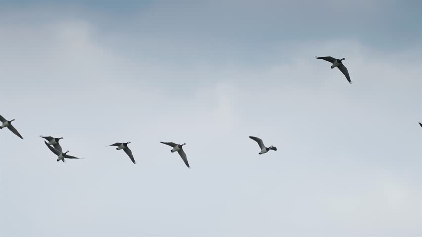 Wild geese migration. A flock of birds fly in wedge formation in the blue sky. Royalty-Free Stock Footage #1106108143