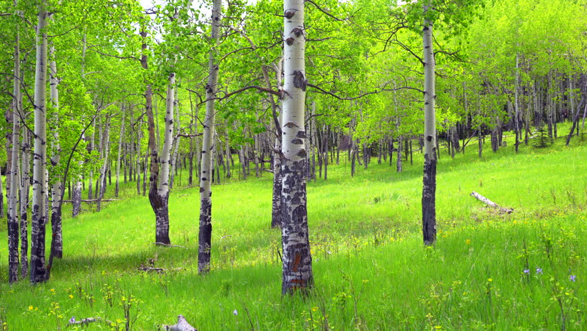 Cinematic Aspen Tree trees field Colorado Evergreen with yellow purple flowers lush green tall grass matured grove Vail Breckenridge Telluride Rocky Mountain National Park bright daylight pan to left