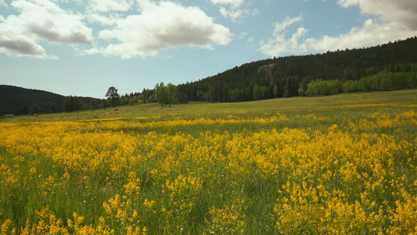 Cinematic Colorado nature open space meadow yellow purple wildflowers Aspen Trees Evergreen Conifer Boulder Denver spring summer sunny lush tall green grass slider backward movement