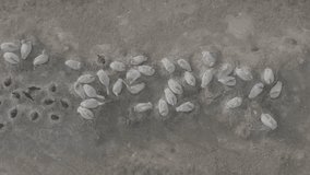 Nesting colony of Curlew Pelicans. Wild birds incubating eggs on nests. An aerial view of the pelican colony. Slow motion video, 10 bit ungraded D-LOG