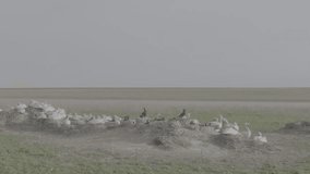 Nesting colony of Curlew Pelicans and big cormorants. Wild birds incubating eggs on nests. Slow motion video, 10 bit ungraded D-LOG