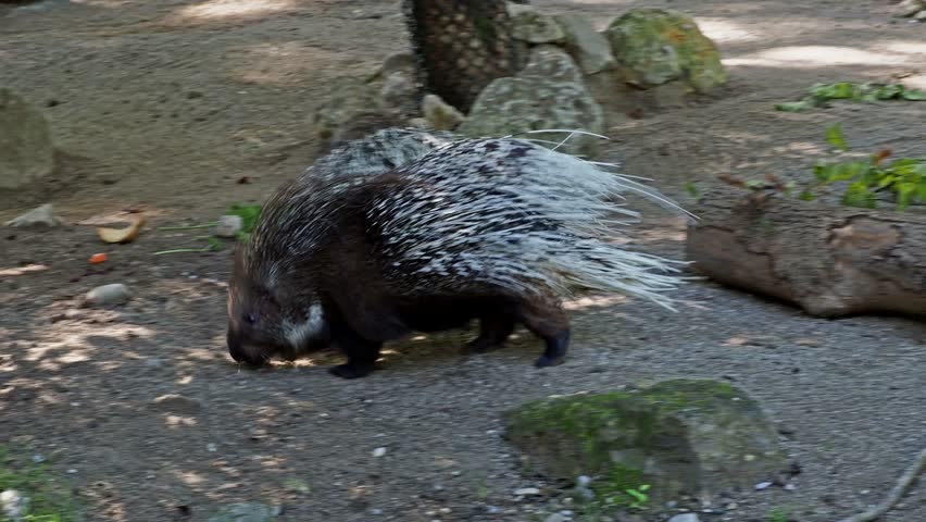 The Indian crested Porcupine, Hystrix indica or Indian porcupine is a large species of hystricomorph rodent belonging to the Old World porcupine family, Hystricidae