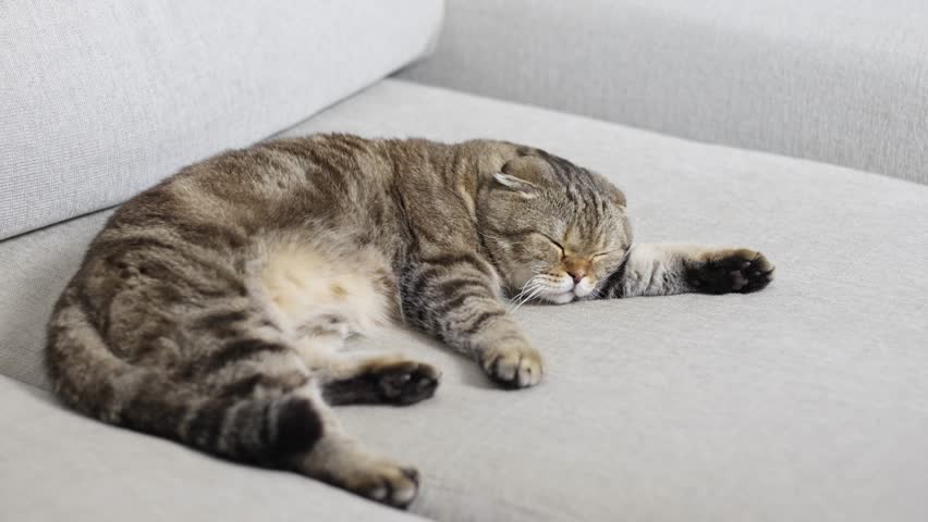 A cute cat sleeps on a gray sofa in the bedroom.